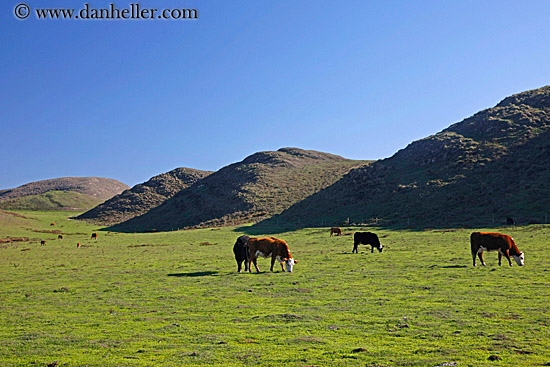 cows-grazing-01.jpg