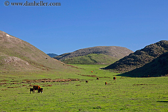 cows-grazing-03.jpg