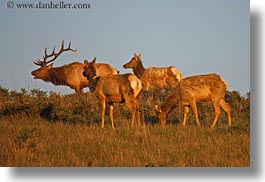 images/California/Marin/PtReyes/Animals/elk-1.jpg