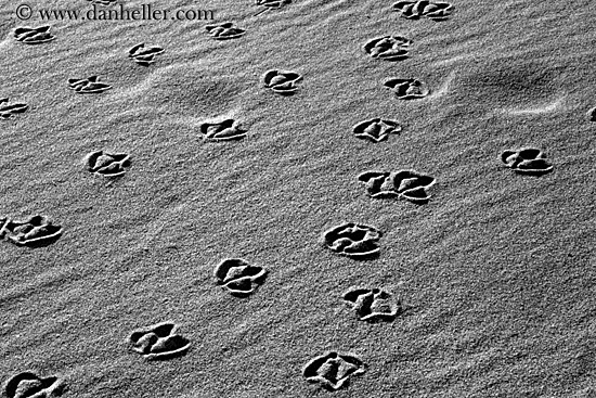 bird-footprints-bw.jpg