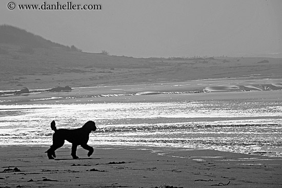 dog-running-on-beach-1-bw.jpg