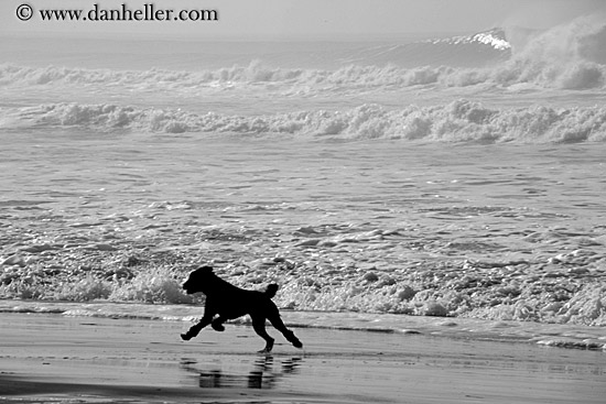 dog-running-on-beach-2-bw.jpg