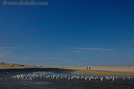 seagulls-n-lagoon.jpg