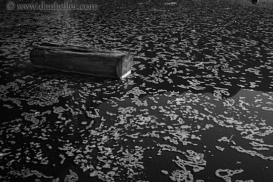 shallow-water-n-log-2-bw.jpg