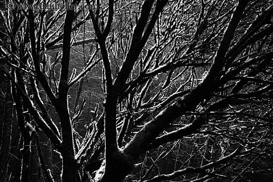 backlit-branches-bw.jpg