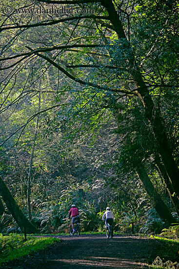 bikers-on-path-under-trees.jpg