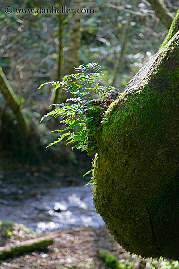 fern-on-tree-stump.jpg