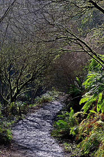 tree-lined-path-1.jpg