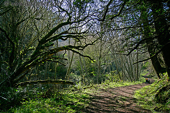 tree-lined-path-2.jpg