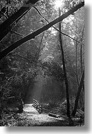 images/California/Marin/PtReyes/BearValleyTrail/Nature/wood-bridge-in-forest-1.jpg