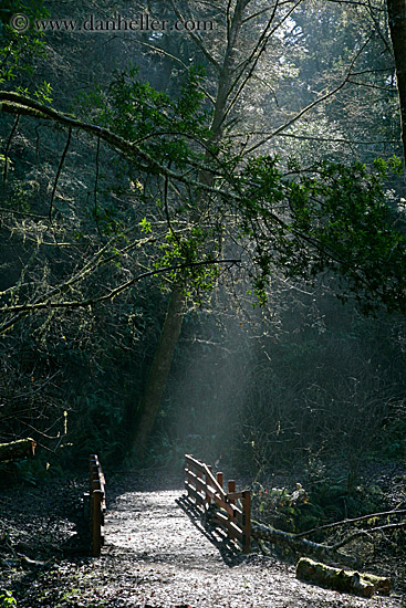 wood-bridge-in-forest-2.jpg