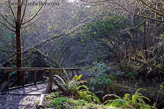 wood-bridge-in-forest-3.jpg