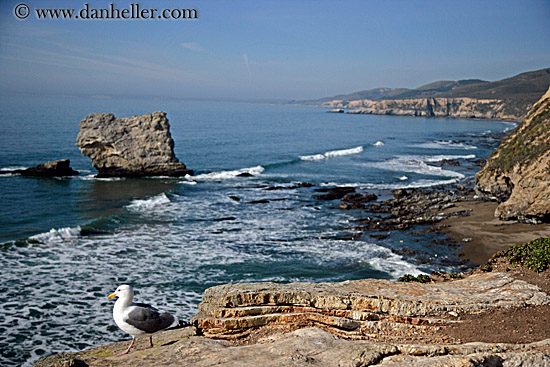 seagull-n-ocean-shoreline-1.jpg