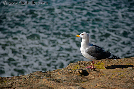 seagull-n-ocean-shoreline-2.jpg