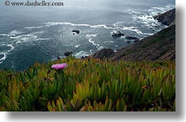 images/California/Marin/PtReyes/Landscapes/ice_plant-n-ocean.jpg