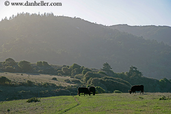 cows-grazing-1.jpg