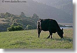 images/California/Marin/PtReyes/Olema/cows-grazing-3.jpg