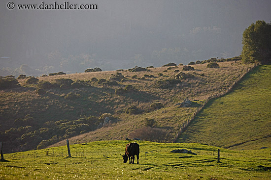 grazing-cows-04.jpg