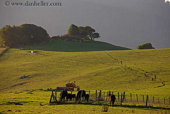 grazing-cows-05.jpg