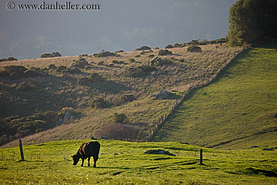 grazing-cows-06.jpg