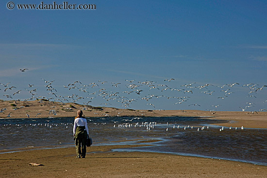 jill-n-flying-seagulls.jpg