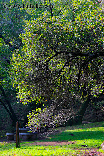 arched-tree-branches-2.jpg