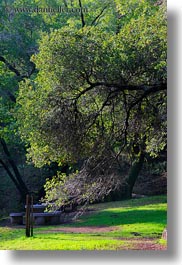 images/California/Marin/Ross/PhoenixLakePark/arched-tree-branches-2.jpg