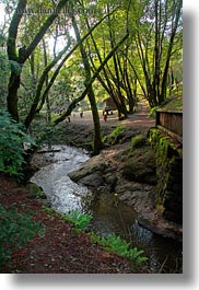 images/California/Marin/Ross/PhoenixLakePark/bridge-n-stream-n-trees-2.jpg