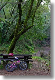 images/California/Marin/Ross/PhoenixLakePark/pink-bike-n-trees-2.jpg