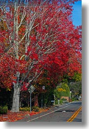 images/California/Marin/Ross/PhoenixLakePark/red-trees-n-road.jpg