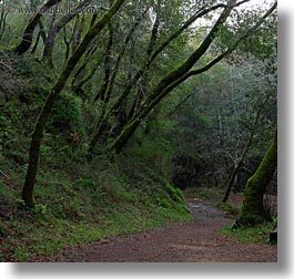 images/California/Marin/Ross/PhoenixLakePark/trees-n-path-1.jpg