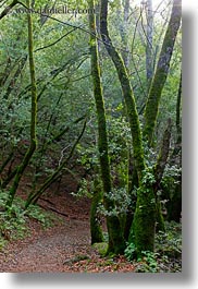 images/California/Marin/Ross/PhoenixLakePark/trees-n-path-2.jpg