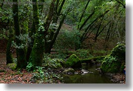 images/California/Marin/Ross/PhoenixLakePark/trees-n-stream-2.jpg