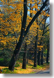 images/California/Marin/Ross/PhoenixLakePark/yellow-foliage-4.jpg