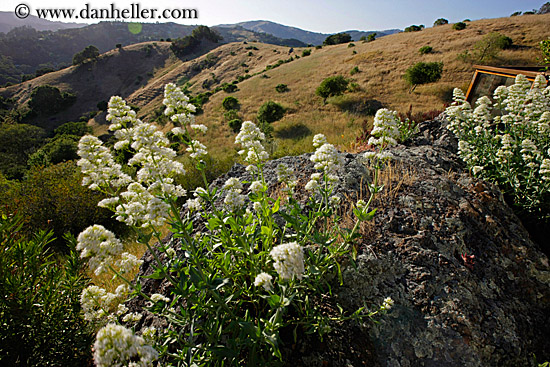 flowers-rock-n-land.jpg