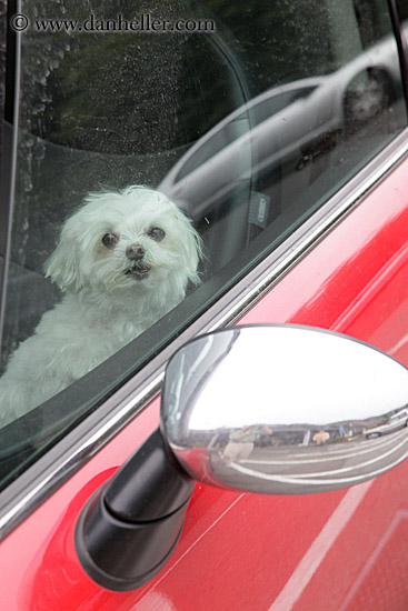 dog-in-car-window.jpg