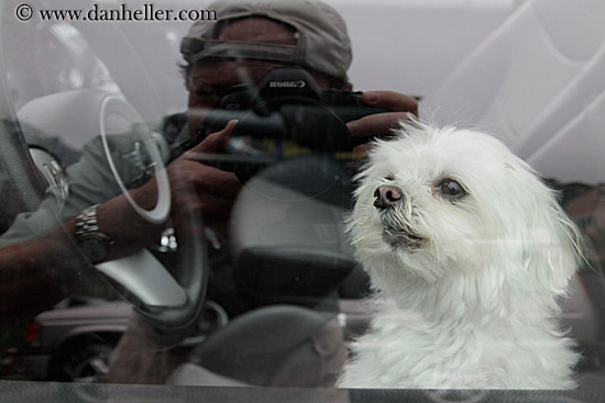 dog-n-photographer-reflection.jpg