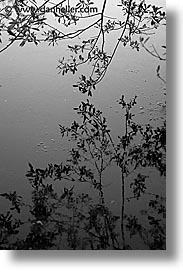 images/California/Marin/Tennessee/branch-reflection-bw.jpg