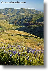 images/California/Marin/Tennessee/tennessee-valley-flowers.jpg
