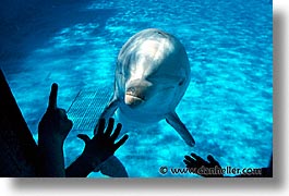 images/California/MarineWorld/dolphin-1.jpg