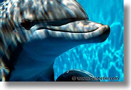 images/California/MarineWorld/dolphin-2.jpg
