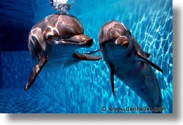 images/California/MarineWorld/dolphin-3.jpg