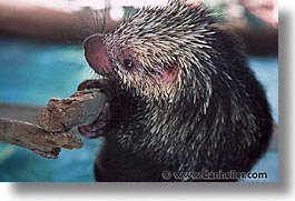 images/California/MarineWorld/somekinda-porcupine.jpg
