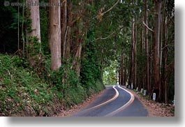 images/California/Mendocino/CarHeadlights/car-headlight-streaks-in-eucalyptus-4.jpg