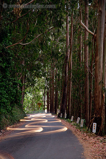 car-headlight-streaks-in-eucalyptus-8.jpg