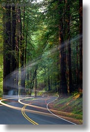 images/California/Mendocino/CarHeadlights/car-headlights-in-redwoods-03.jpg