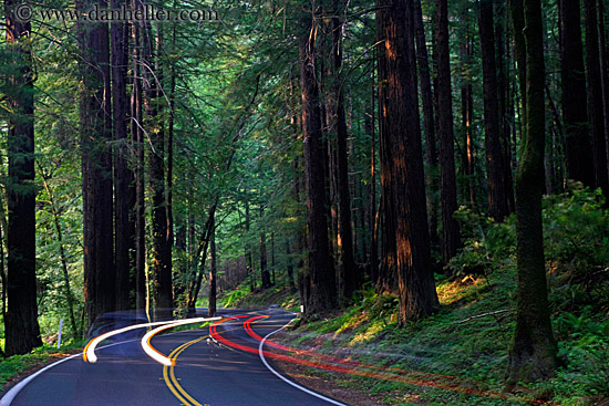 car-headlights-in-redwoods-06.jpg
