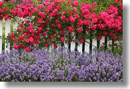 images/California/Mendocino/Flowers/flowers-on-white-fence-7.jpg