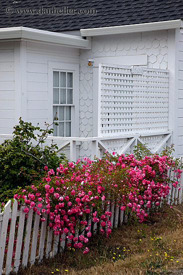 flowers-on-white-fence-8.jpg