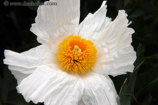 white-n-yellow-flower-2.jpg